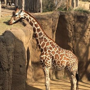 Meet your Posher, Betsy